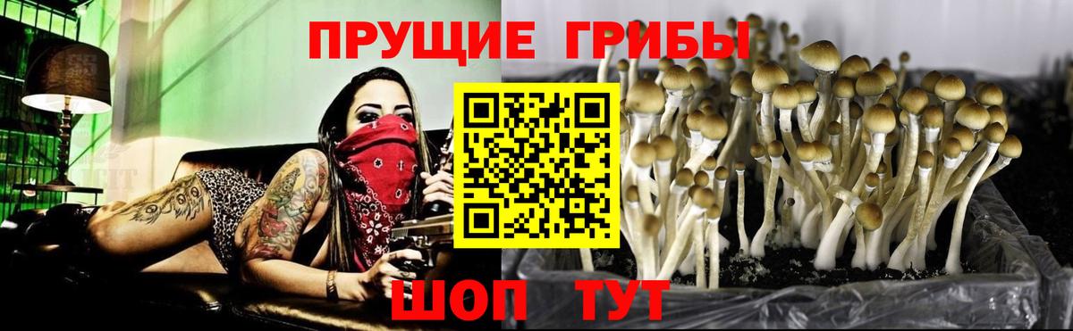 Галлюциногенные грибы прущие грибы  Галлюциногенные грибы Magic Shrooms  Искитим  где можно купить   Вход с VPN 